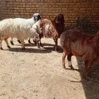 بره  ریز|حیوانات مزرعه|تربت جام, جامرود|دیوار