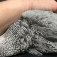 جوجه کاسکو سخنگو|پرنده|شیراز, کوشک میدان|دیوار