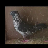 کفتر نر پرشی|پرنده|ری, سیزده آبان|دیوار