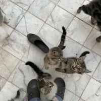 واگذاری سه عدد بچه گربه دو ماهه|گربه|یزد, |دیوار