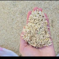 فروش جو بذری درجه یک