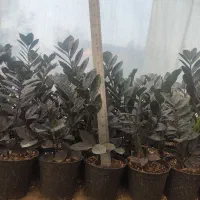 فروش زاموفیلیا|گل و گیاه طبیعی|گلوگاه بابل (گلیا), |دیوار