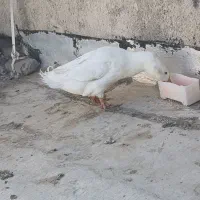 اردک مرغ خروس|حیوانات مزرعه|مشکین‌دشت, |دیوار