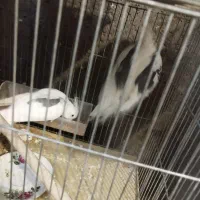 عروس هلندی مولد تظمینی|پرنده|شهرضا, |دیوار