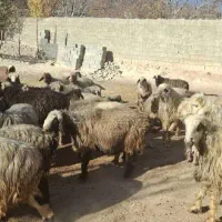 فروش گوسفند(میش و بره)