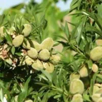 فروش نهال بادام خوشه ای نیمه کاغذی
