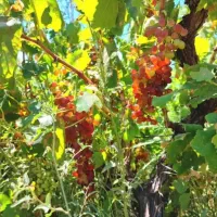 فروش باغ انگور و میوه در تاکستان نقد و اقساط