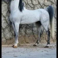 سیلمی عرب|اسب و تجهیزات اسبسواری|بجنورد, |دیوار