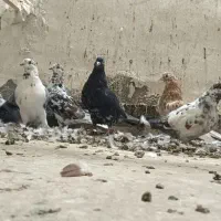 کهنه کفتر|پرنده|آران و بیدگل, |دیوار