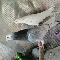 جوجه کبوتر پرشی