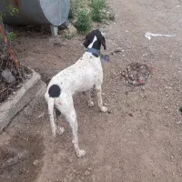 سگ شکاری آموزش دیده و جستجو کننده