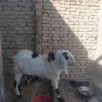 پلچن بزرگ هیکلی ودورگ