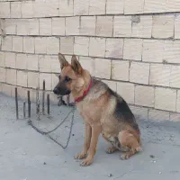 سگ ژرمن ورک ماده شش ماهه|سگ|مبارکه, |دیوار