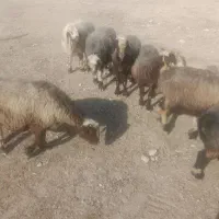 ۳۵ راس شیشک میش ترکی