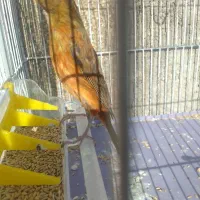 قناری ماد سبز و سرخ نر