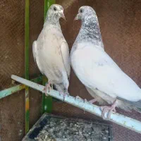 کبوتر تهرانی پرش بالا