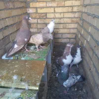 کفتر یا کبوتر