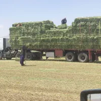 یونجه|لوازم جانبی حیوانات|اصفهان, سعادت‌آباد|دیوار