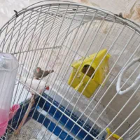 دو عدد فنچ|پرنده|تهران, تهرانپارس شرقی|دیوار