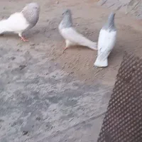 کبوتر کله دار|پرنده|خسروشاه, |دیوار