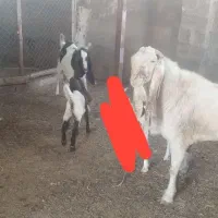 فروش نقدی|حیوانات مزرعه|تربت جام, جلگه موسی آباد|دیوار