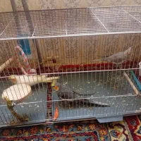 ۳ تا عروس هلندی سالم و باهوش و دستی|پرنده|سنقر, |دیوار