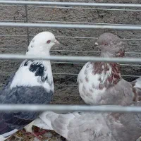 کفترپرشی|پرنده|حمیدیا, |دیوار