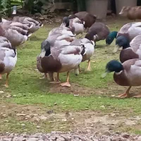 اردک (نر) پروازی اصیل فقط نر موجود|حیوانات مزرعه|رشت, شهریاران|دیوار