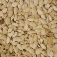 تخم کدو گوشتی|عمده‌فروشی|کلیائی, |دیوار