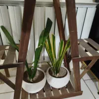 دوعدد گلدون و تنگ ماهی  گلدون وگیا سانسوریا