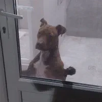 توله پیتبول اصل