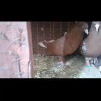 کبوتر،کفتر،رنگی نقش،سرخ دم سفید خال مشکی