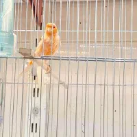 قناری نر و ماده رسمی .|پرنده|تهران, پرستار|دیوار