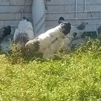 مرغ برهما