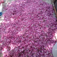 گلاب|خوردنی و آشامیدنی|مریوان, |دیوار