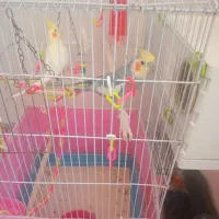 یک جفت عروس هلندی سخنگو