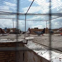 کفتر|پرنده|مشهد, کوشش|دیوار