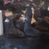 تاقچه جوجه گلپایگان مرغ خروس سیاه جهادی 4ماهه|حیوانات مزرعه|مشهد, ویلاشهر|دیوار