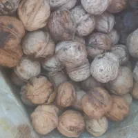گردو تازه|خوردنی و آشامیدنی|اصفهان, سرشبادران|دیوار