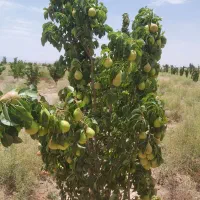 فروش تلمبه|فروش زمین و ملک کلنگی|نگار, |دیوار