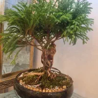 گل وگلدان بن سای سرو ژاپنی وارداتی|گل و گیاه طبیعی|تهران, نارمک|دیوار