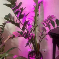 زاموفیلیا|گل و گیاه طبیعی|تهران, حافظیه|دیوار