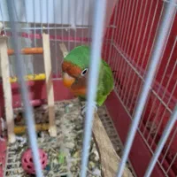 گوتول|پرنده|بم, |دیوار