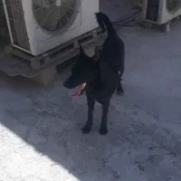 سگ نگهبانی ژرمن بلک کلاسیک|سگ|بندر ماهشهر, |دیوار