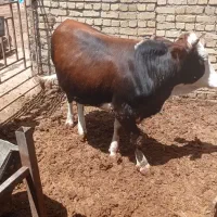 گوساله سیمینتال