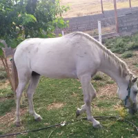 فروش اسب