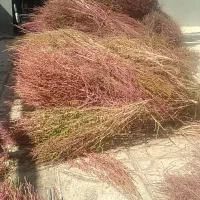 جارو باغی