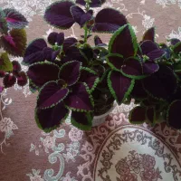 گل زیبا|گل و گیاه طبیعی|بروجرد, |دیوار