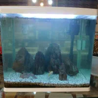 آکواریوم|ماهی|تهران, مینای جنوبی|دیوار