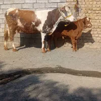 گاو گوساله نر سیمینتال